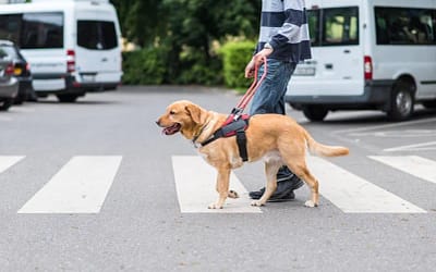 Truly man’s best friend